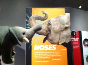 Best Nose goes to Elephants! 