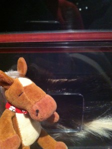 Edmond touching skunk fur! 