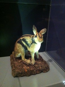 Best Newcomer- The Striped Rabbit who was discovered in 1999!