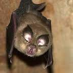 lesser horseshoe bat