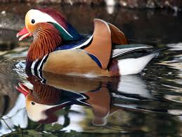 mandarin2
