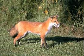 red fox2