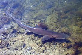 smooth hound shark3