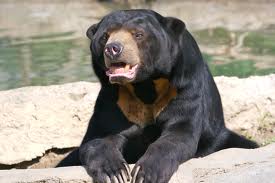 sun bear2