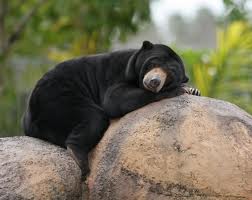 sun bear3