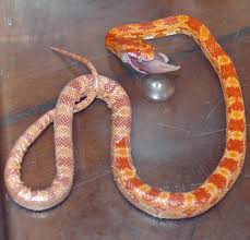 corn snake