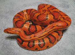 corn snake2