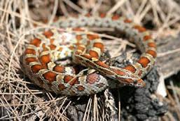 corn snake3