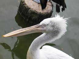 dalmation pelican