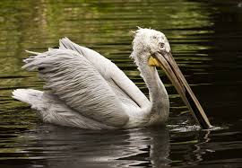 dalmation pelican2