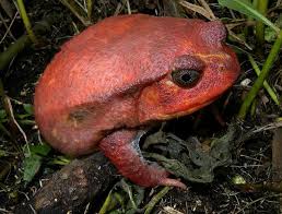frog4
