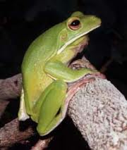 giant tree frog2