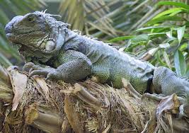 green iguana