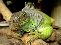 green iguana2