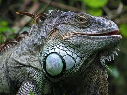 green iguana3