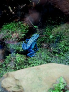 Dyeing Dart Frog