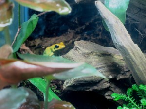 Golden Poison Frog- The World's Most Toxic Frog