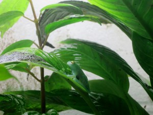 Glass frog chilling on a leaf! 