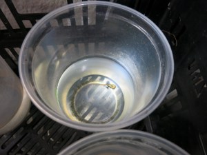 Poison dart frogs develop their coloration as tadpoles