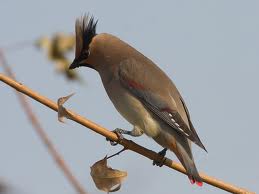 japanese waxwing