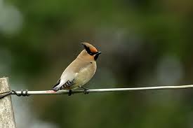 japanese waxwing3