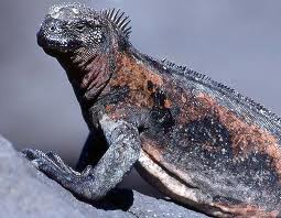 marine iguana