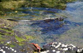 marine iguana2