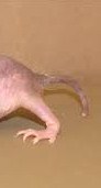 nake mole rat