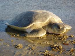 olive ridley sea turtle