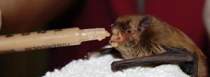 Feeding a bat!