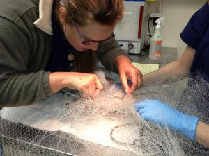 Helping a corn snake who is tangled in netting trash. 