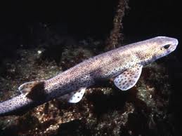 small spotted catshark