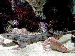 small spotted catshark2