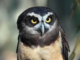 spectacled owl