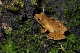 spring peeper