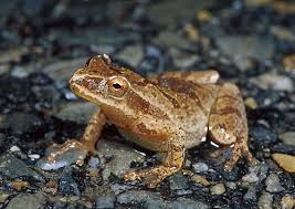 spring peeper2