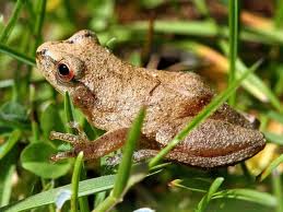 spring peeper3