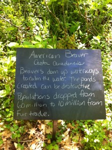 We didn't see the beavers :(....