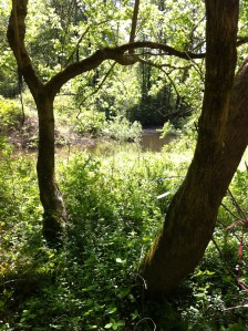 Beaver retention pond