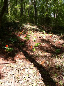 Plants we transplanted! 