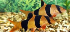 clown loach2