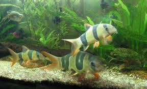 clown loach3