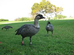 hawaiian goose