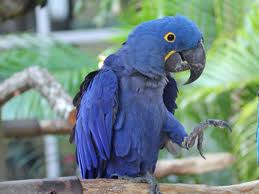 hyacinth macaw3