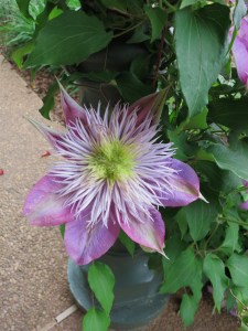 Beautiful Purple Flower! 
