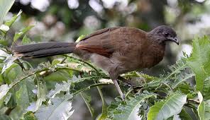 little chachalaca3