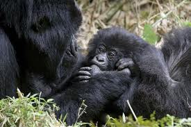 mountain gorilla3