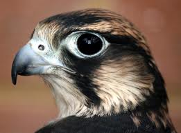 perigrin falcon