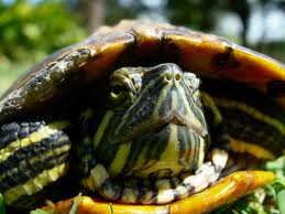 red eared slider3
