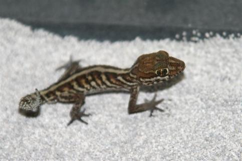 striped day gecko2